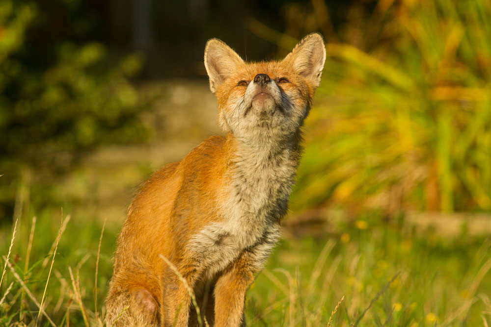 2808142608148059.jpg - Male fox with some signs of poor coat (mange?) in garden on sunny evening.