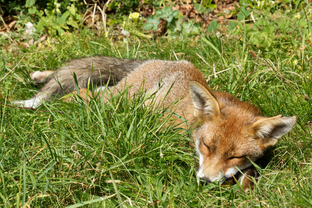 2808172708173001.jpg - Little dog fox relaxing