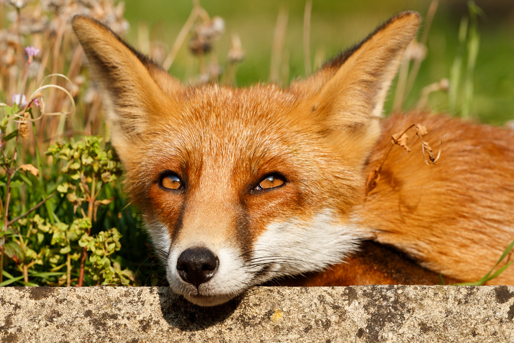 2808182808181495.jpg - Portrait of Long Nose, a young male fox