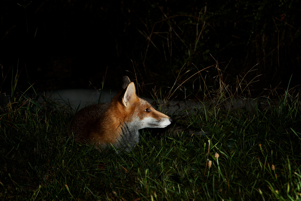 2808212808218806.jpg - Young fox at night (Blondie)