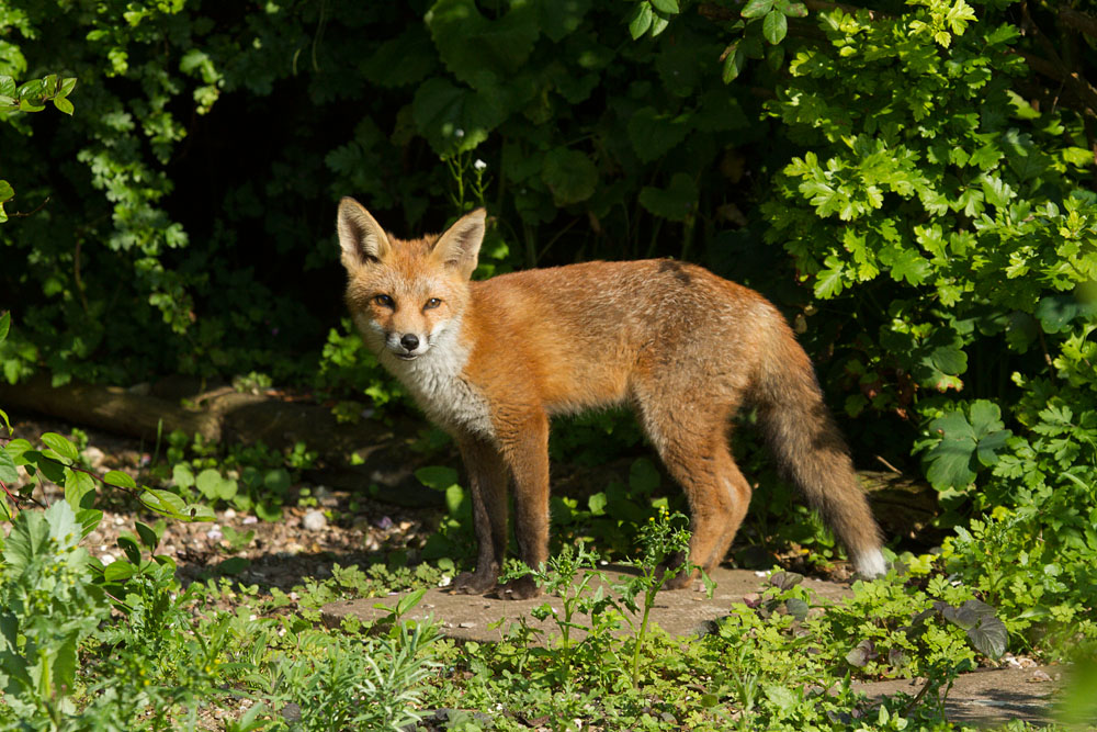 2809130607138947.jpg - Fox cub in overgrown corner of a suburban garden