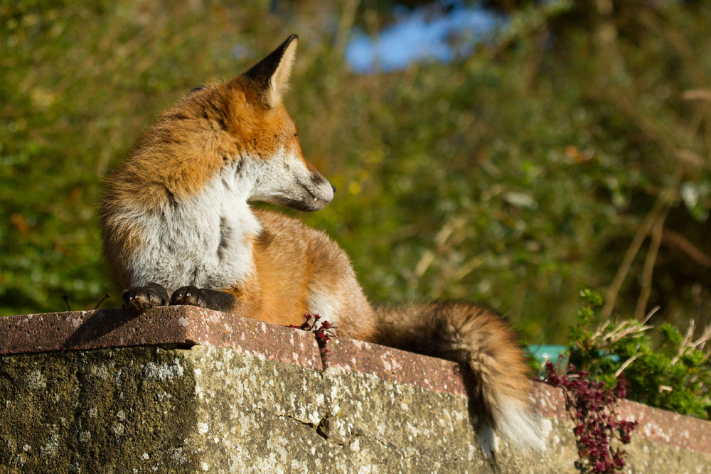 2809141011136484.jpg - Fox on wall
