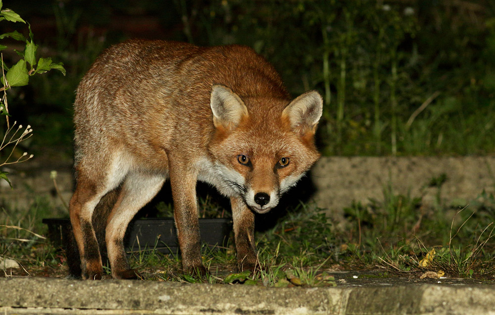 2809162809164037.jpg - Fox on alert in garden