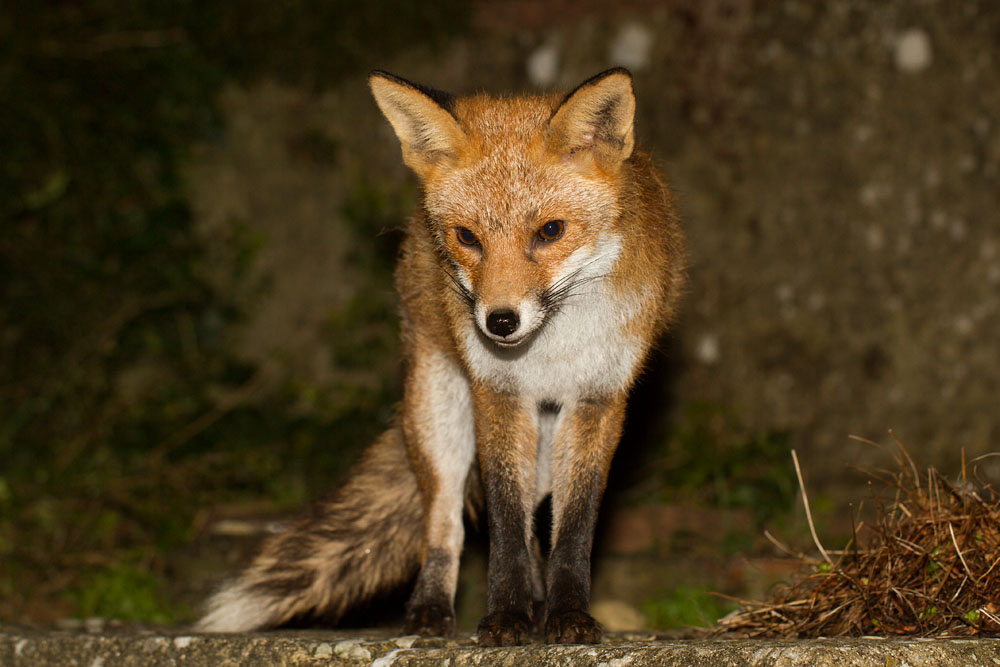 2810142202142931.jpg - Fox at top of the steps