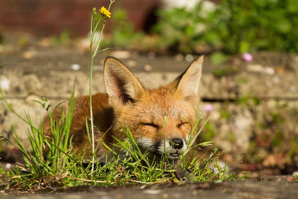2810150607138991.jpg - Sleepy fox cub