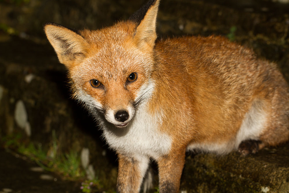 2811142102142727.jpg - Young fox on step