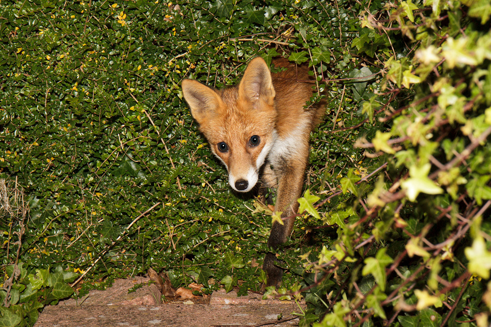 2811172611176035.jpg - Pretty Vixen coming through the garden hedge