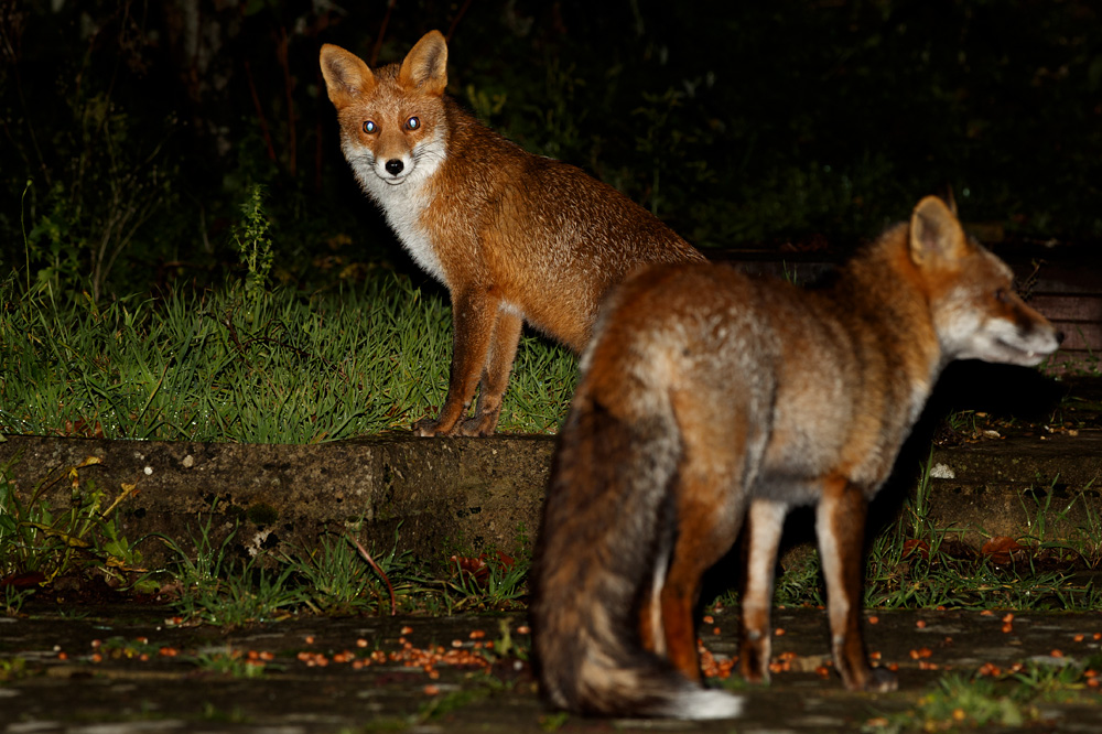 2811192811192297.jpg - Young Fox (stumpy) with Wolfy in foreground