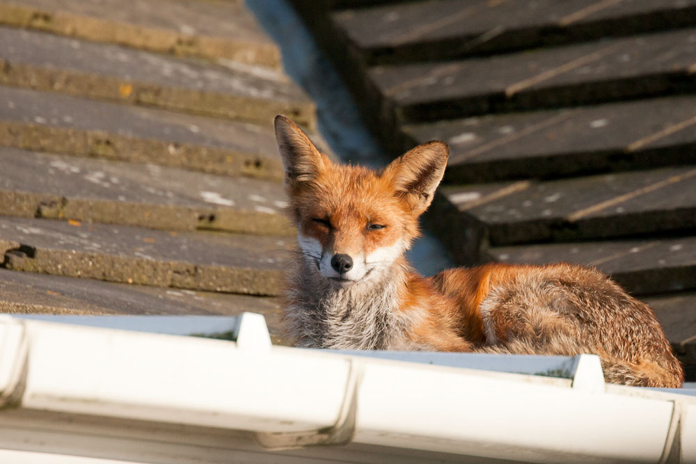 The Complete Fox of the Day/2901130804078632