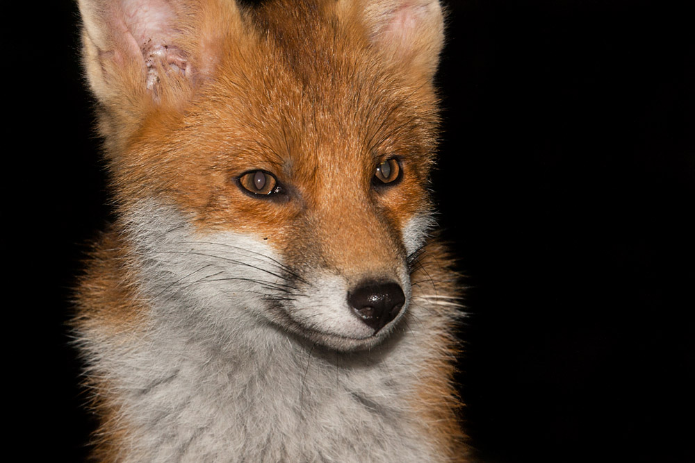 2901161306105065.jpg - Portrait of a young fox