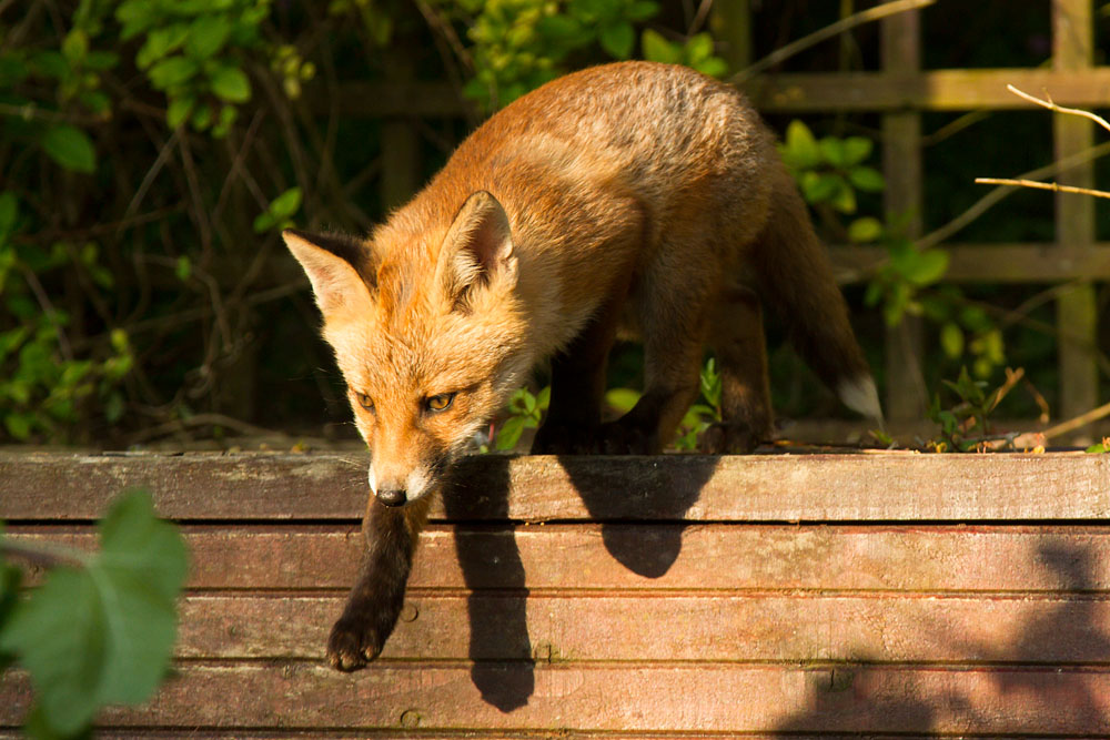2903142505138488.jpg - Fox cub stepping off the pergola