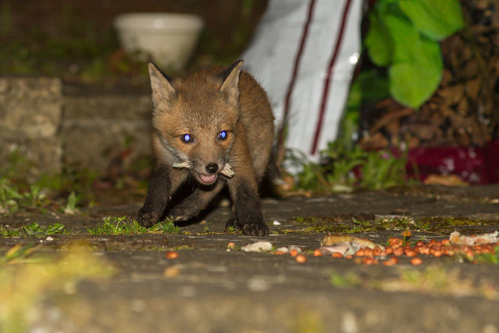 2904132804131598.jpg - Two month old fox cub (Vulpes vulpes) eating scraps in a garden.