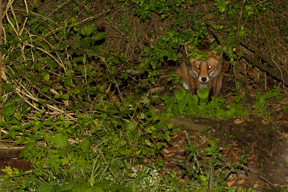 2904142804144489.jpg - Fox lurking at the rear of the garden