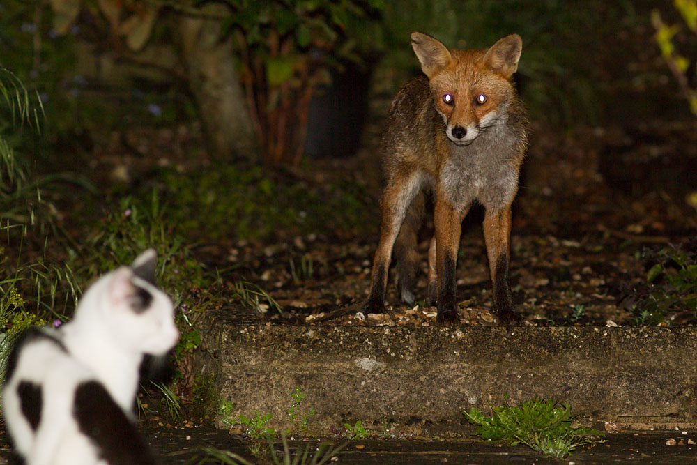 2905142805140701.jpg - Fox with nicked ear confronts a cat