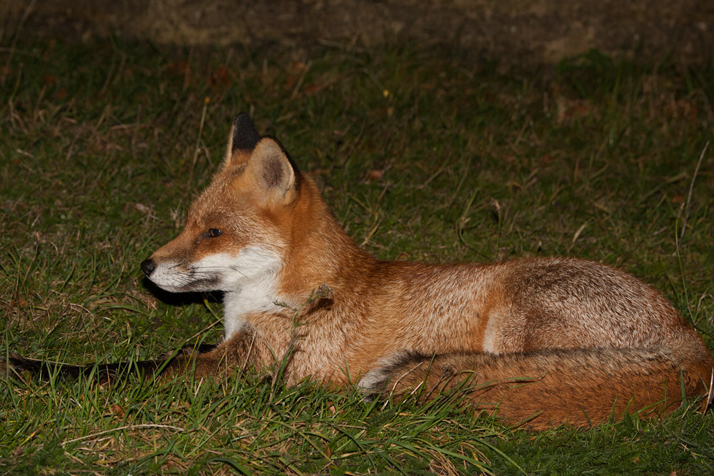 2905162110098269.jpg - Fox in the grass
