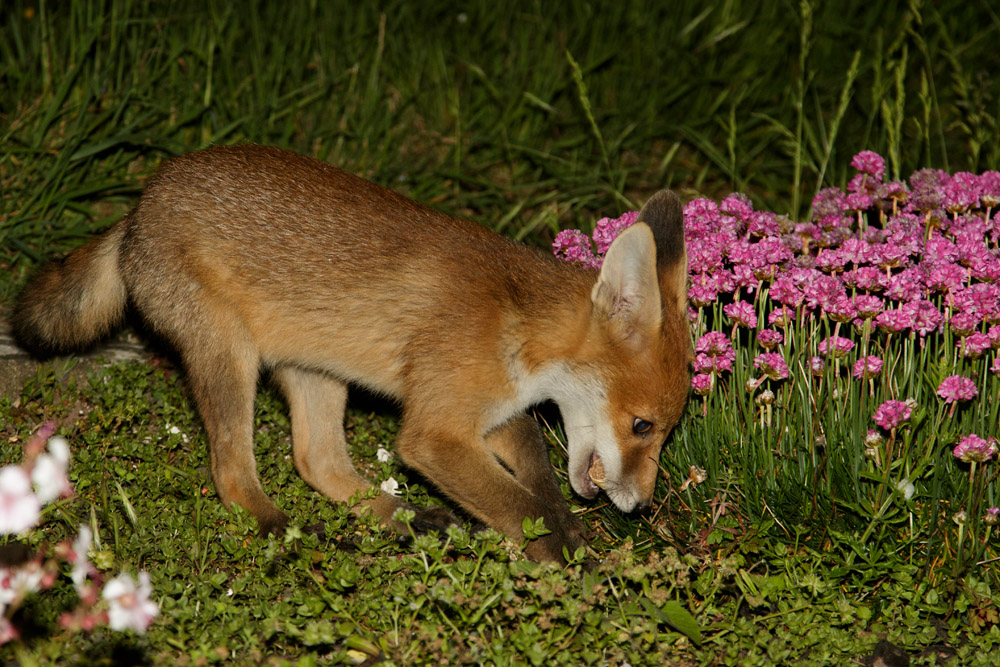 2905172805175107.jpg - Fox cub caching (hiding) food in garden flower bed
