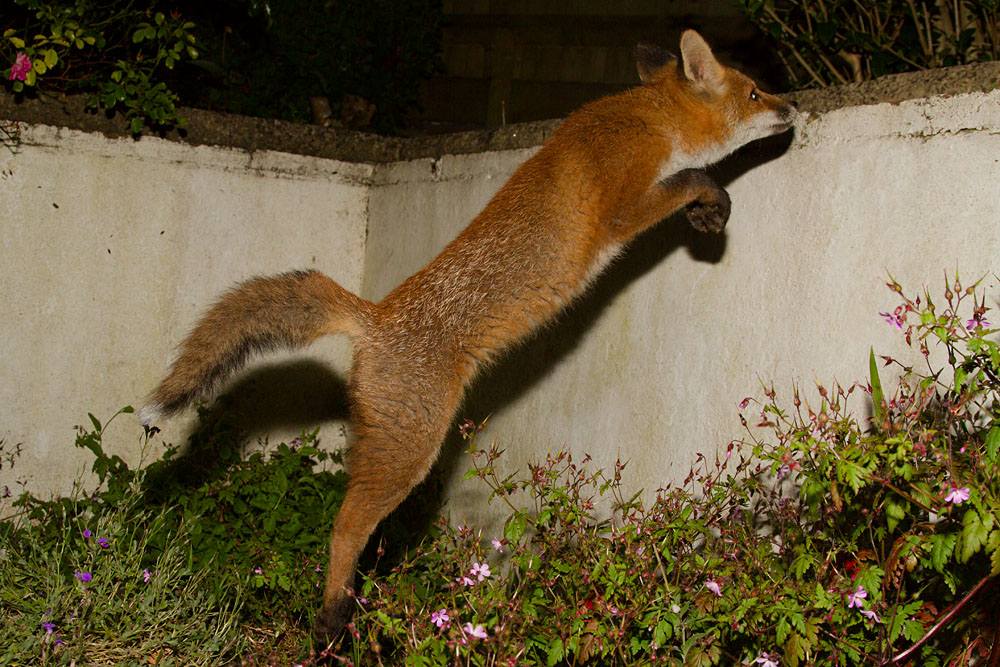 2906132806136779.jpg - Fox cub leaping on to wall