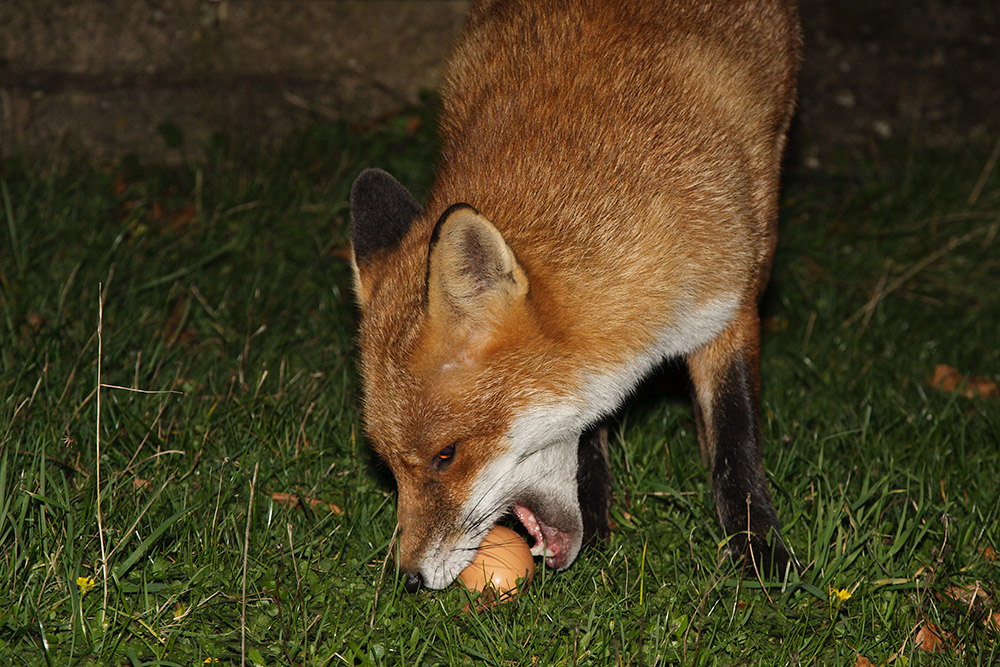 2906161411090663.jpg - Fox and egg