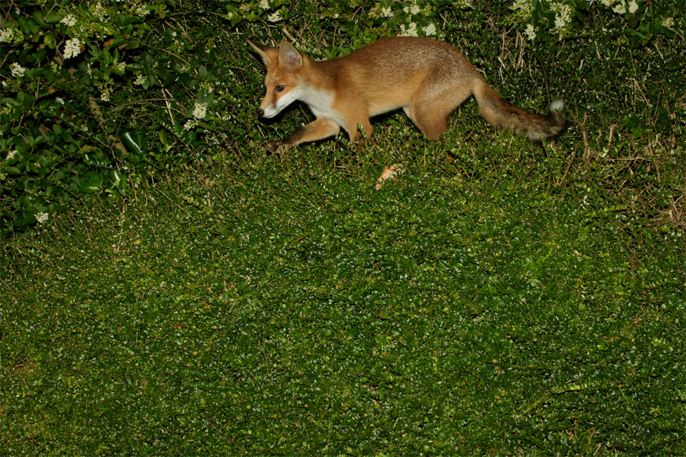 2906172906174192.jpg - Fox cub on top of a shrubbery hedge
