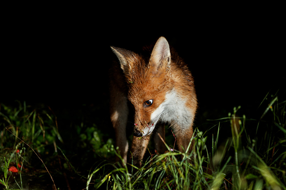 2906212806213856.jpg - Portrait of a fox cub