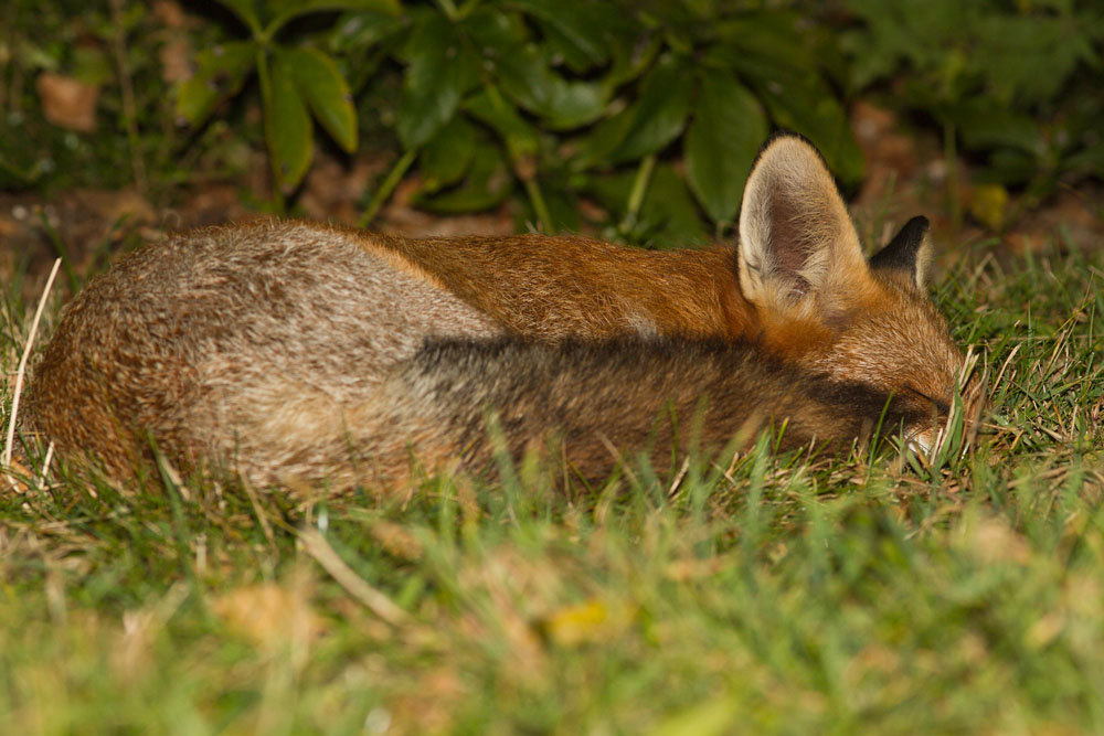 2907141409123689.jpg - Young fox sleeping in suburban garden.