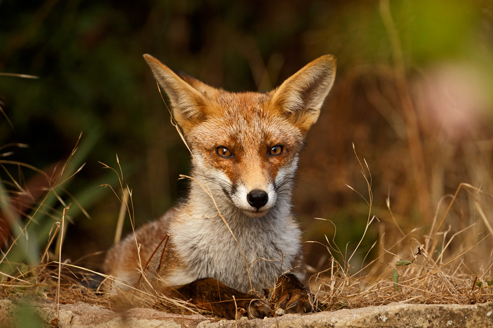 2907182807182847.jpg - Young fox (Scamp)