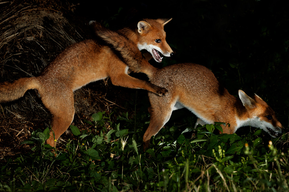 2907212907215963.jpg - Fox cubs squabbling
