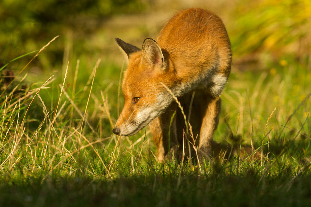 2908142608148068.jpg - Male fox with some signs of poor coat (mange?) in garden on sunny evening.