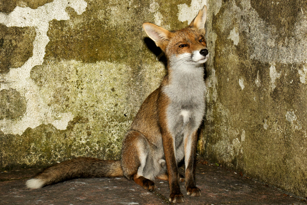 2908172908173959.jpg - Little dog fox in the garden
