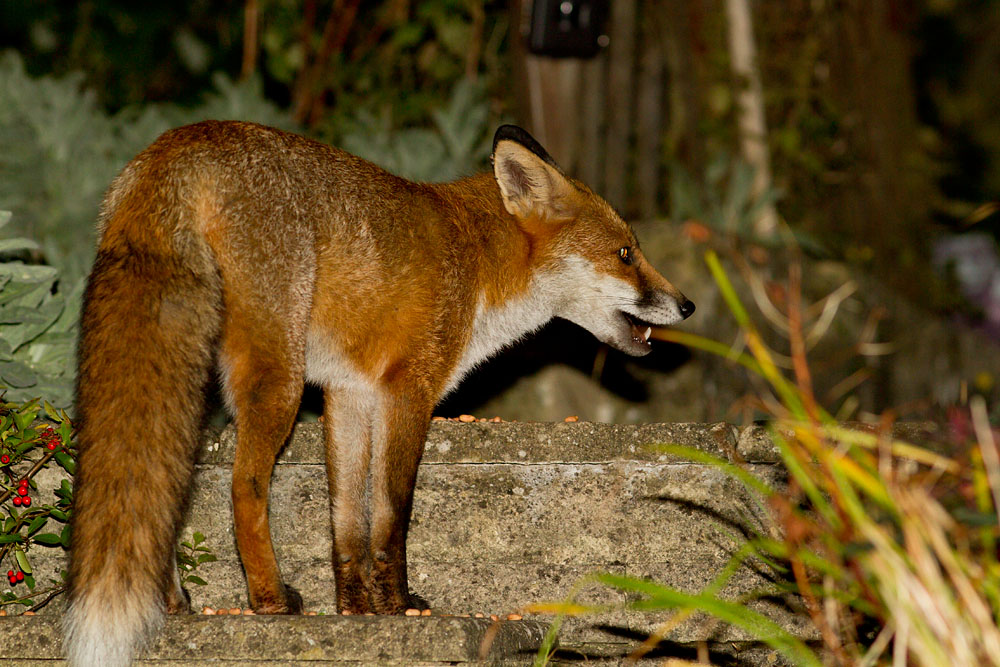 2909122709126077.jpg - Young fox in a suburban garden