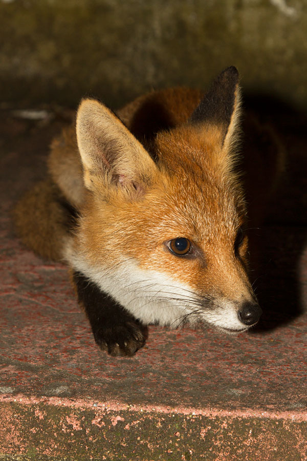 2909130407138197.jpg - Portait of fox cub lying down
