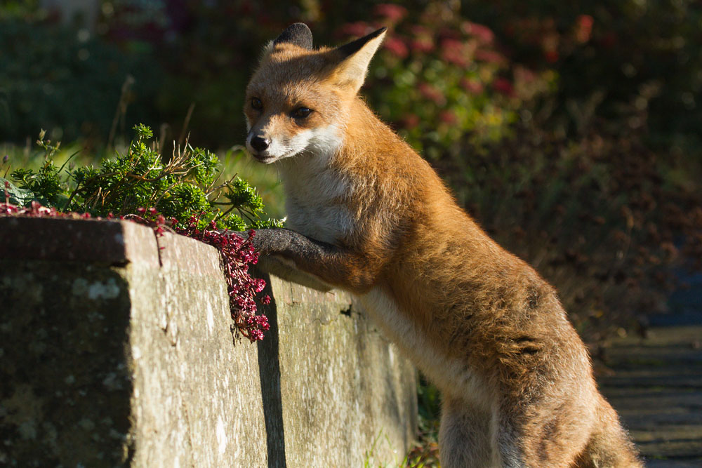 2909141011136294.jpg - Fox climbing on to wall