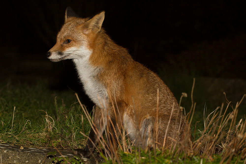 2910142302142944.jpg - Fox sitting in garden