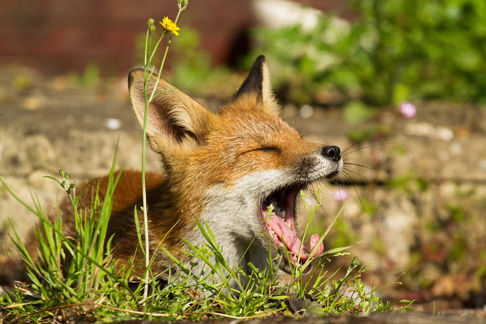 2910150607138999.jpg - Sleepy fox cub