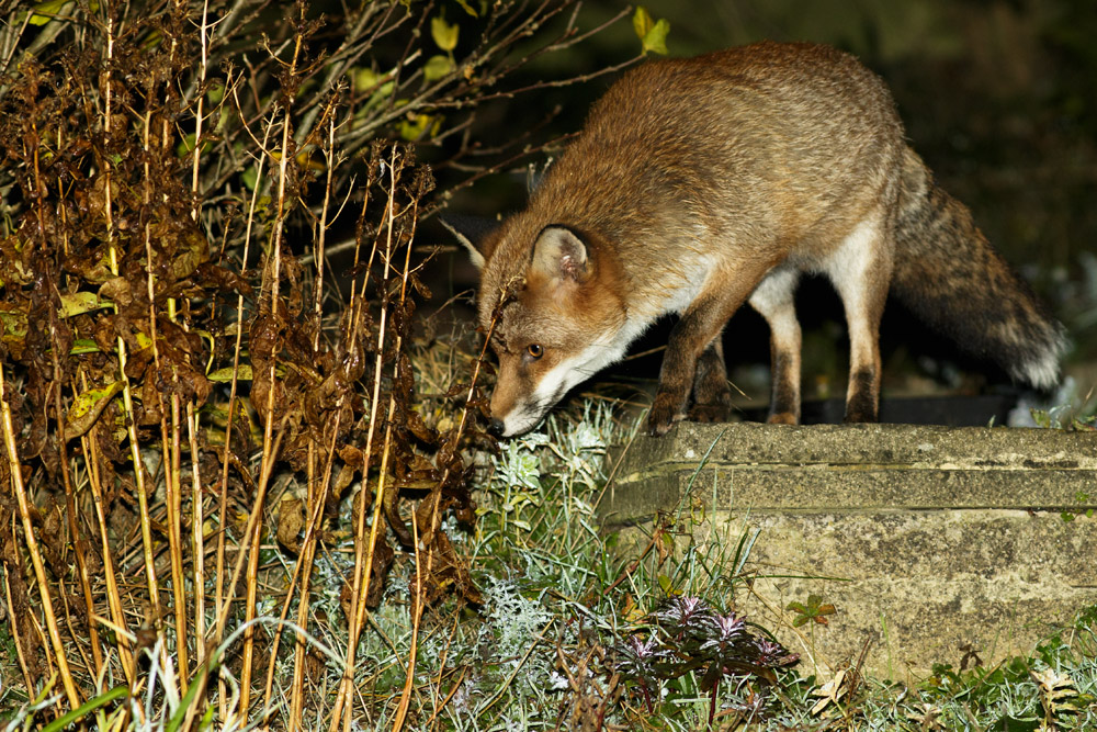 2910162910166744.jpg - Fox at the top of the steps