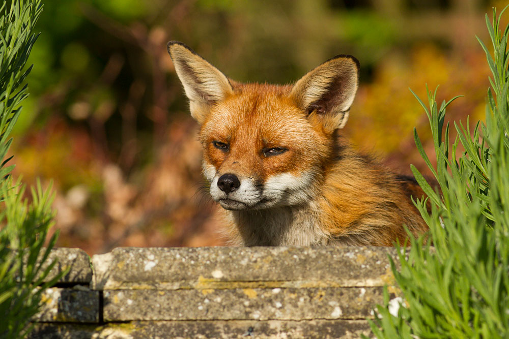 2911120705124699.jpg - Fox (Vulpes vulpes) laying down on a stone patio step.