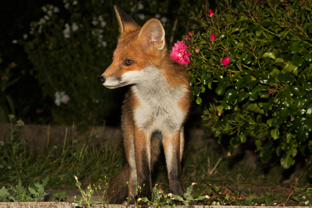 3001162706108380.jpg - Young fox and rose bush
