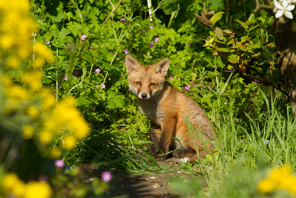 3003142605138996.jpg - Fox cub at the rear of the garden
