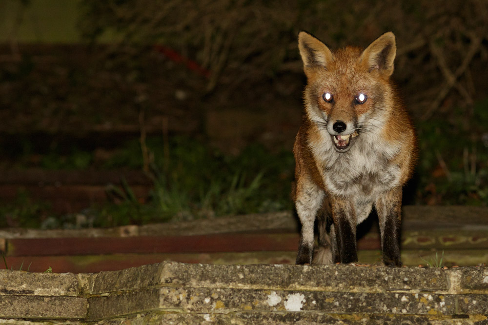 3003152903156878.jpg - First fox of 2015