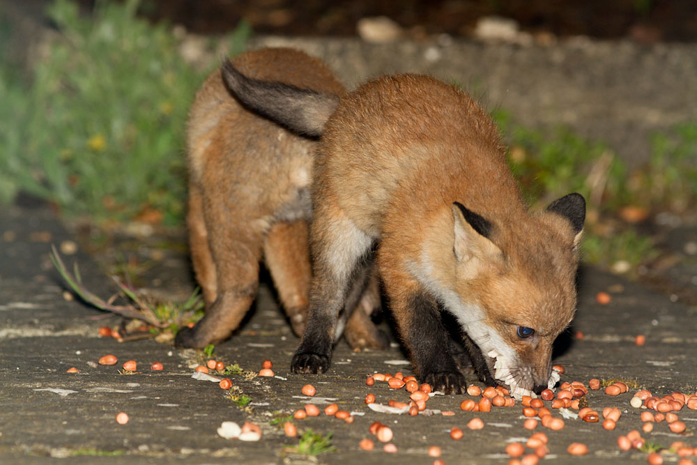 3004132904131824.jpg - Pair of 2 month old fox cubs eating peanuts and scraps.