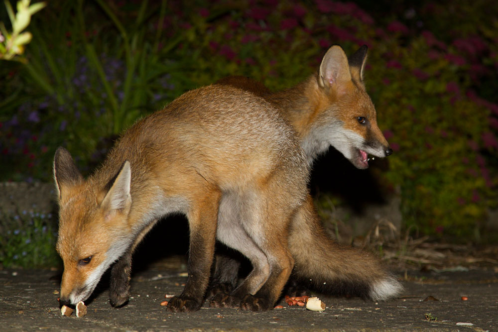 3004141806124288.jpg - Two fox cubs sharing food in garden