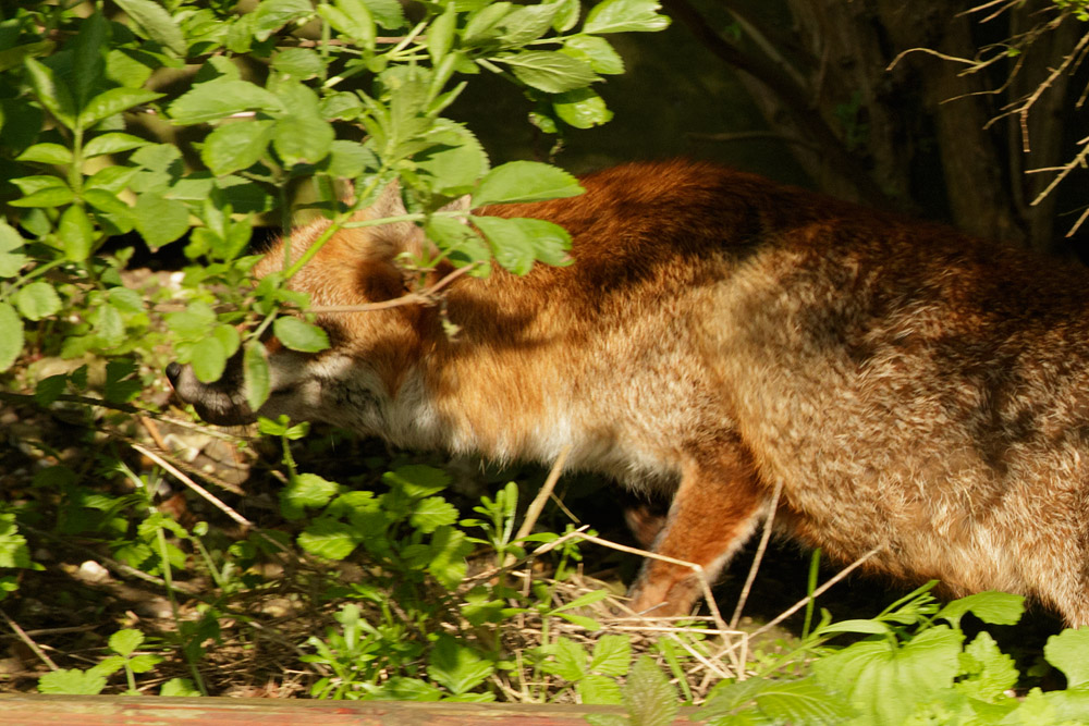 3004162704164099.jpg - Fox at the rear of the garden