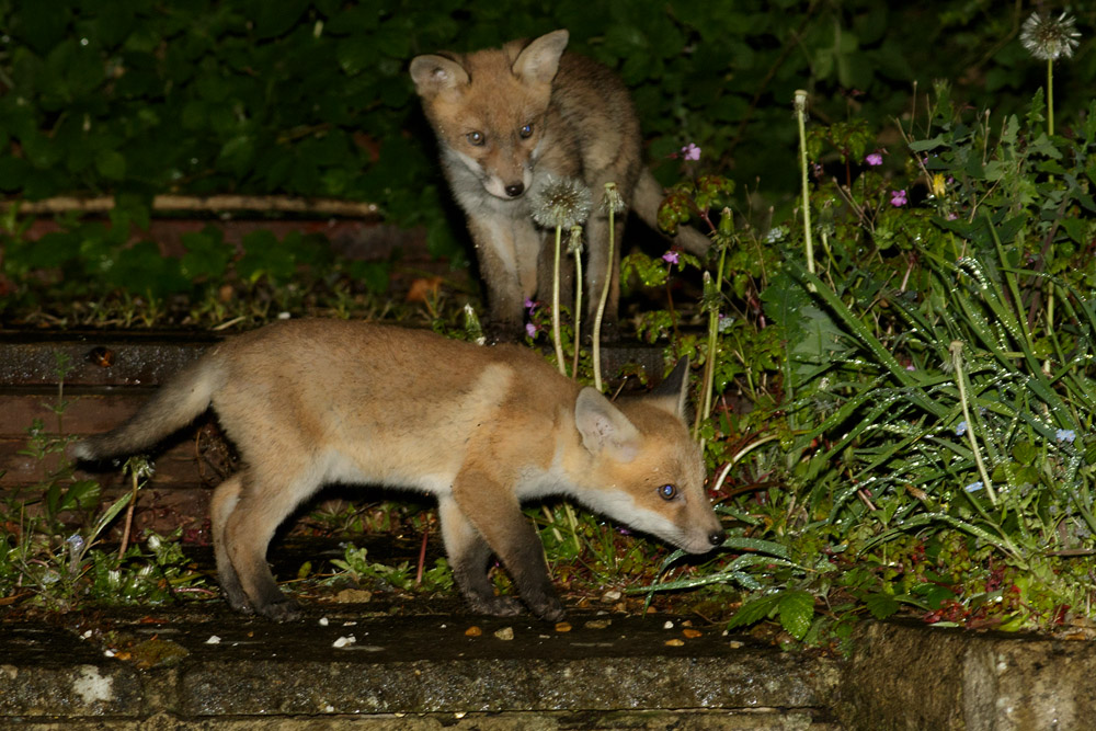 3004173004179207.jpg - Fox cubs on a rainy night