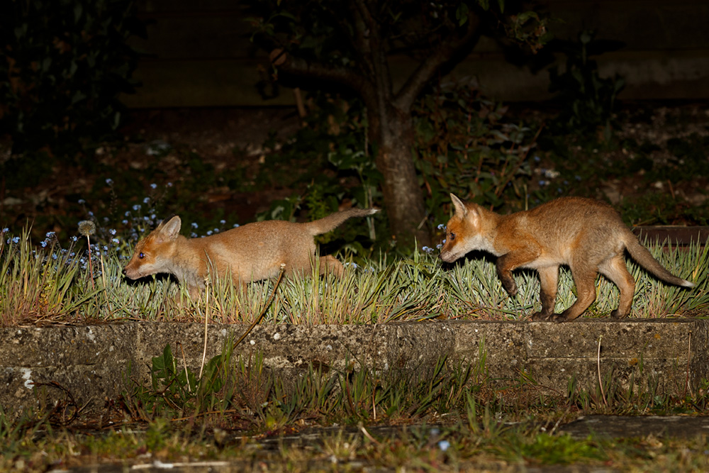 3004193004194123.jpg - Two fox cubs playing chase