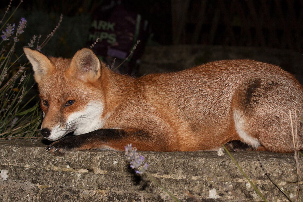 3005162910099205.jpg - Fox on garden wall