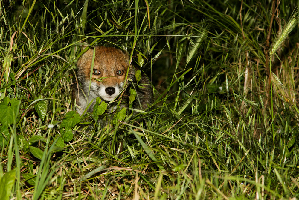 3005173005175498.jpg - 3 month old fox cub in the undergrowth.