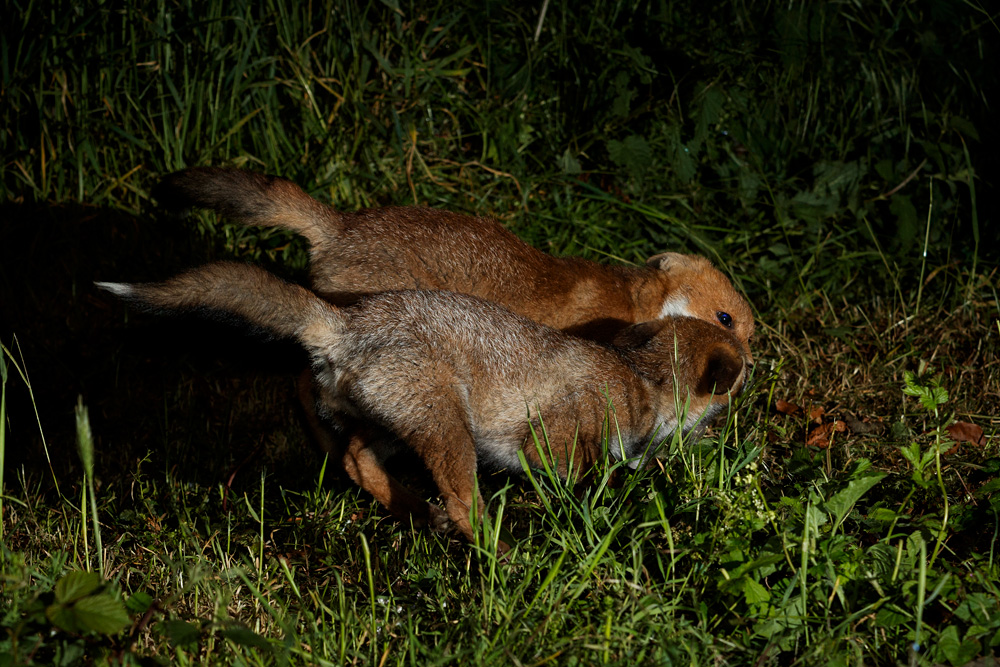 3005213005210778.jpg - Fox cubs chasing