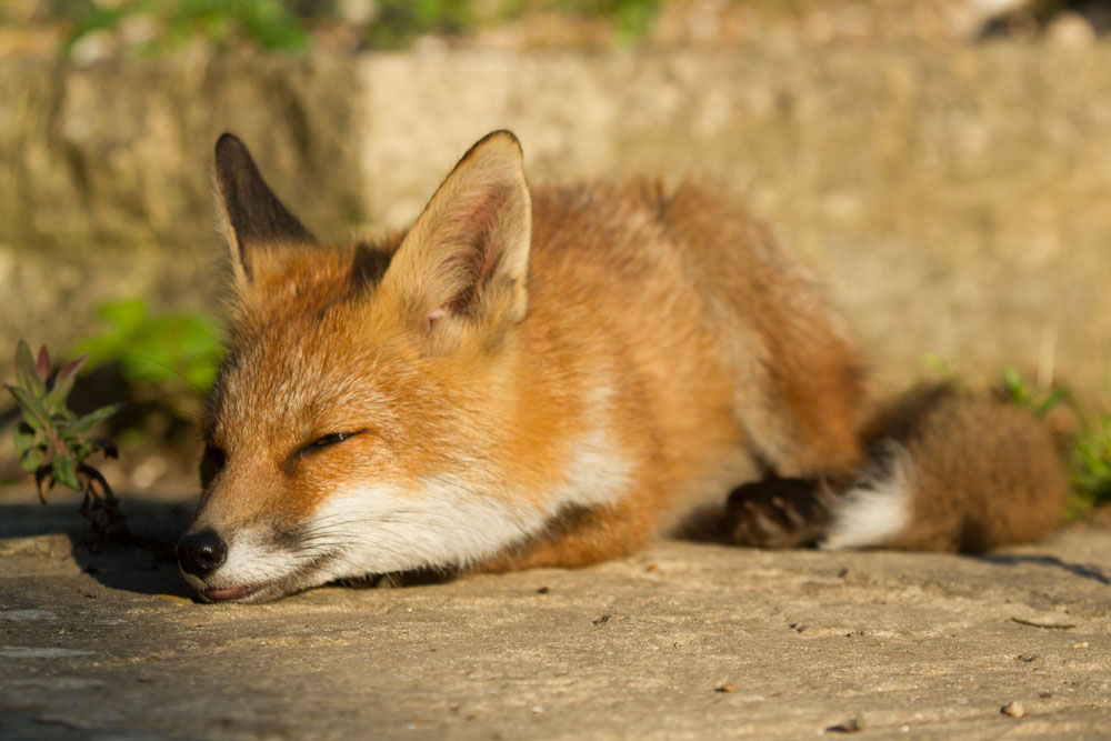 3006132906137324.jpg - Four month old fox cub sleeping in a suburban garden