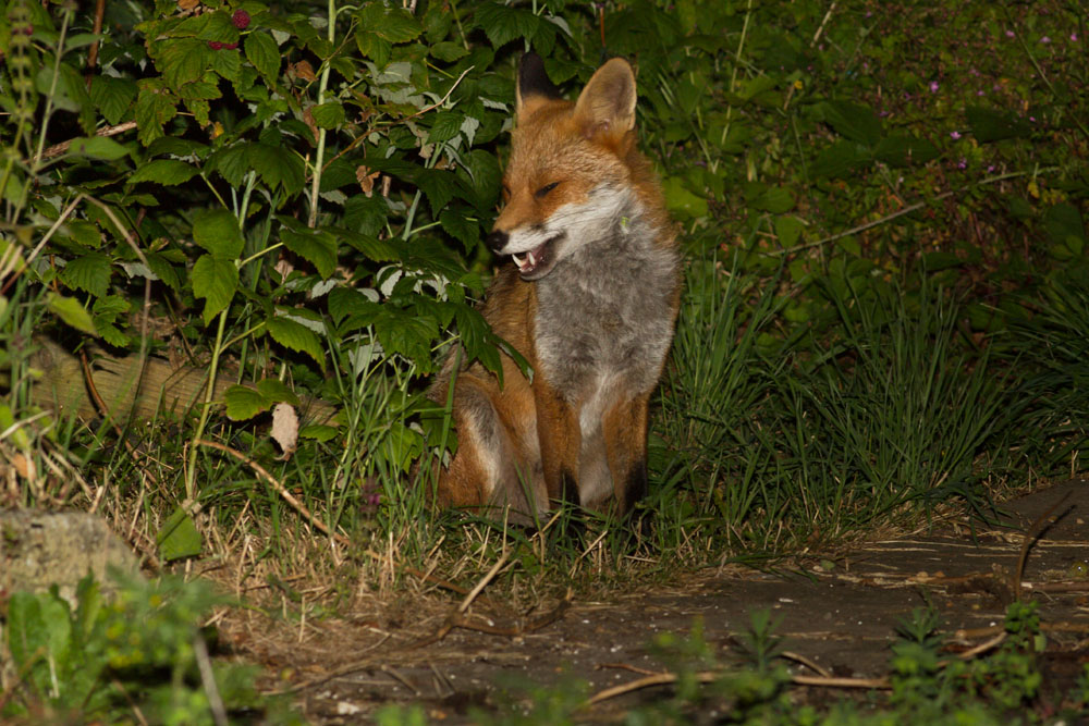 3006142806148025.jpg - Fox with nicked ear in garden