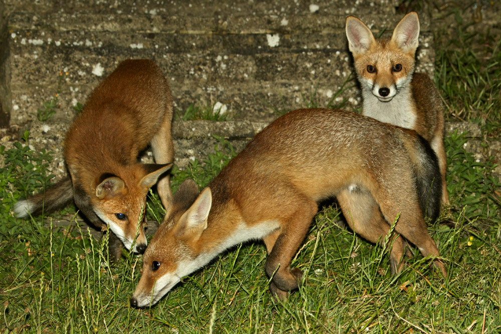 3006172906174241.jpg - Three fox cubs